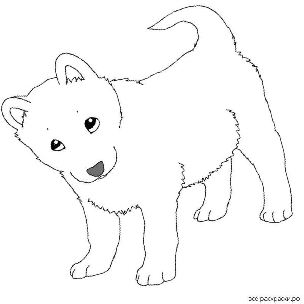 Рисунки хаски простым карандашом