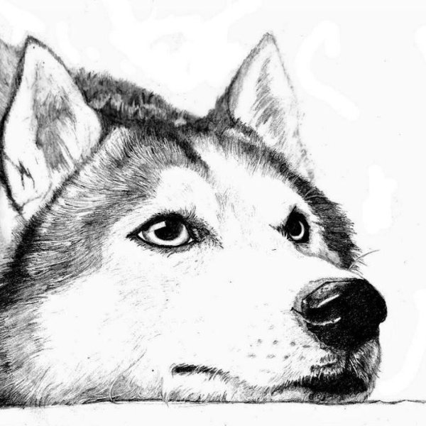 Сибирский хаски рисунок карандашом