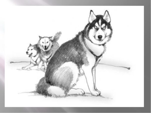 Хаски рисунок карандашом