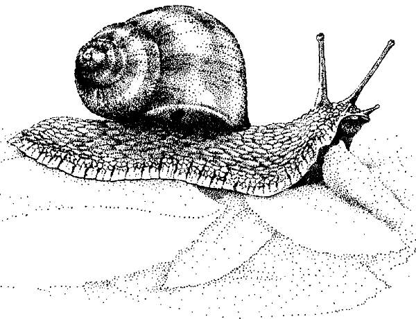 Улитка ахатина раскраска