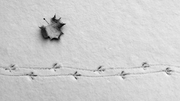 Кот в снегу арт