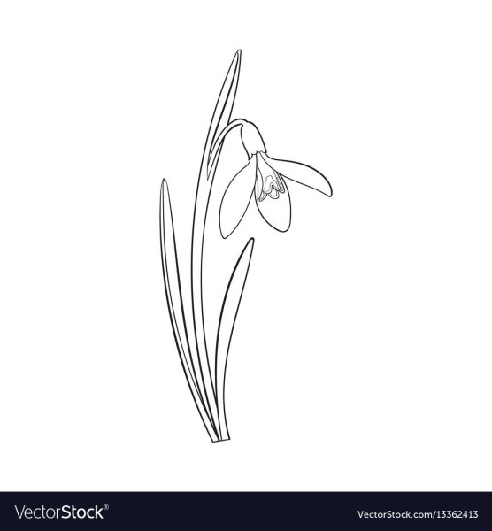 Цветок Подснежник контур