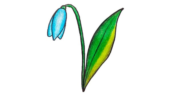 Подснежники по контуру