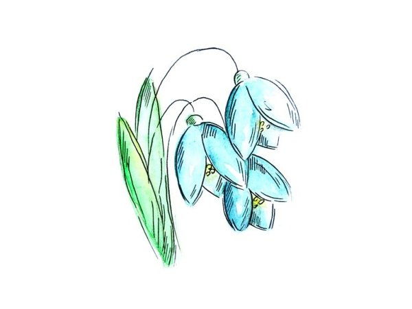Подснежники рисунок карандашом маленький
