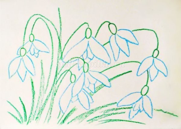 Крокус раскраска