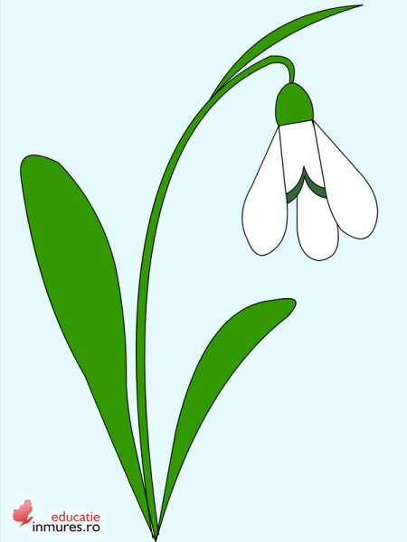 Поэтапное рисование подснежника