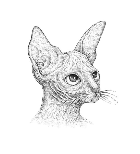 Канадский сфинкс раскраска