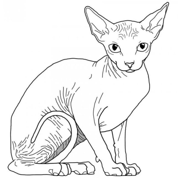 Раскраска Корниш рекс