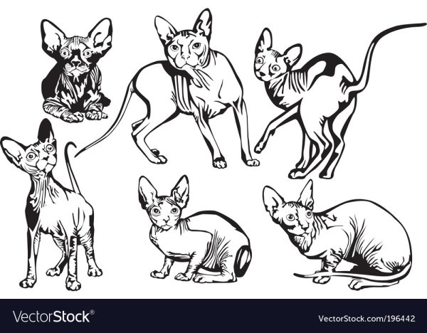 Сфинкс стоковые векторные изображения