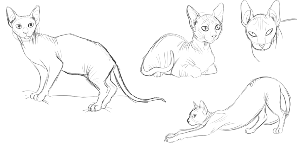 Кот сфинкс референс