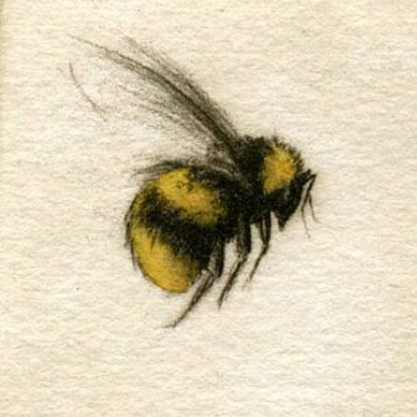 Пчела раскраска