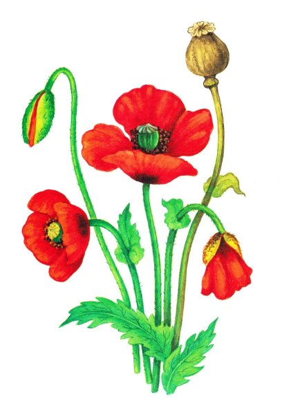 Мак для детей