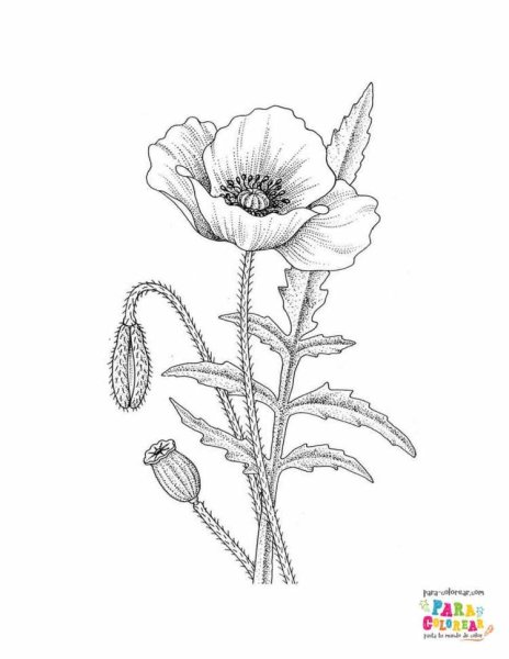 Маки карандашом