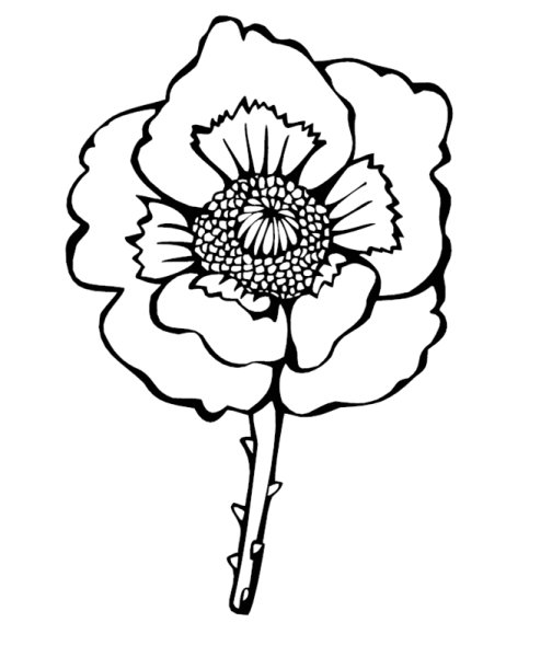 Раскраска цветок мака для детей 3 лет