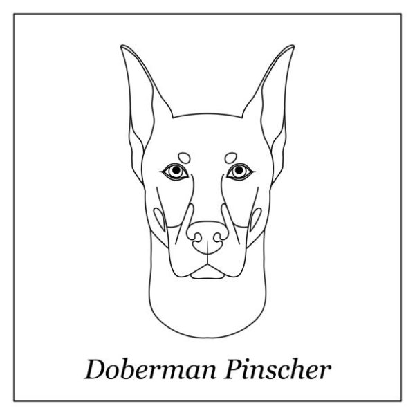 Голова добермана для срисовки
