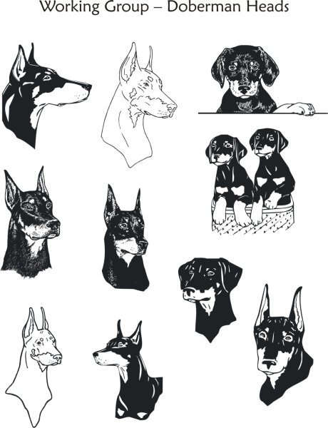 Маленькая Татуировка добермана