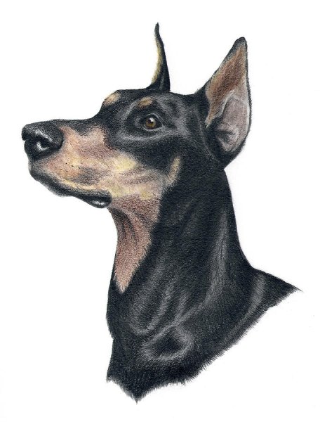 Доберман пинчер тату