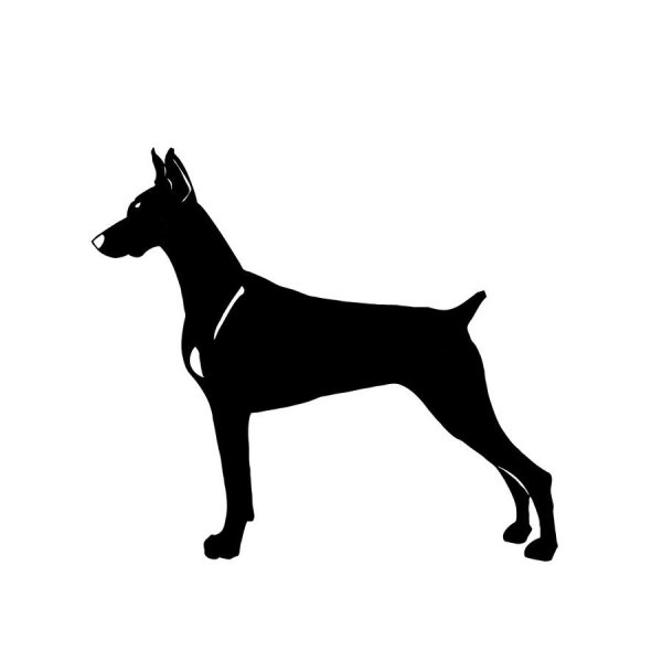 Рисунок добермана с переди