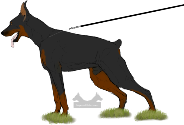 Доберман пинчер карандашом