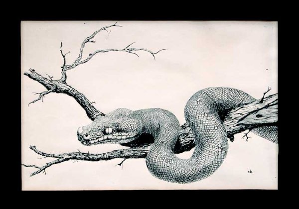 Рисунок Пайтон