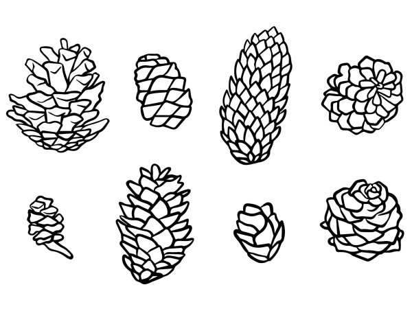 Шишки раскраска для детей