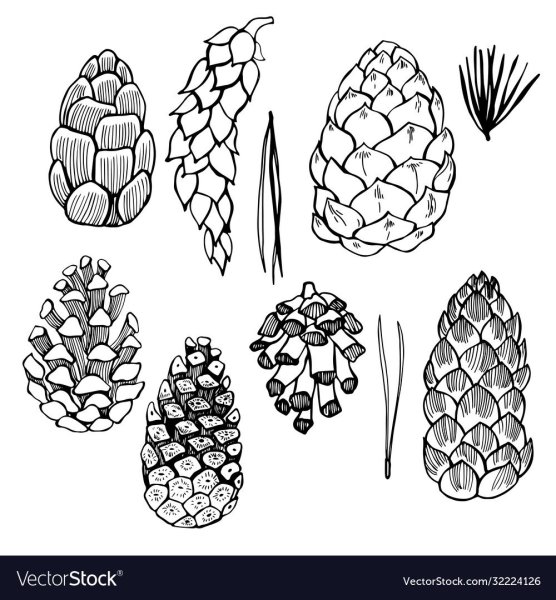 Эскиз шишки сосны