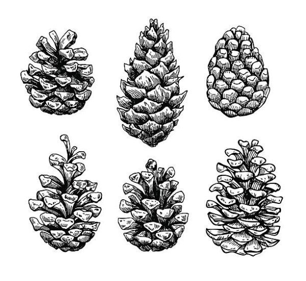 Pine Cones вектор