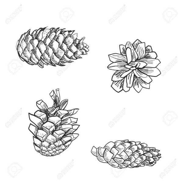 Еловая шишка карандашом