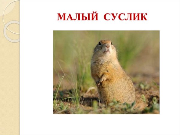 Суслик для детей