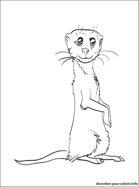 Сурикат раскраска