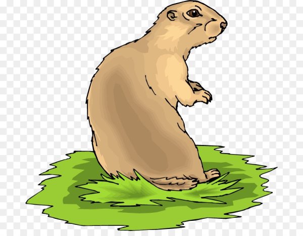 Сурикат раскраска