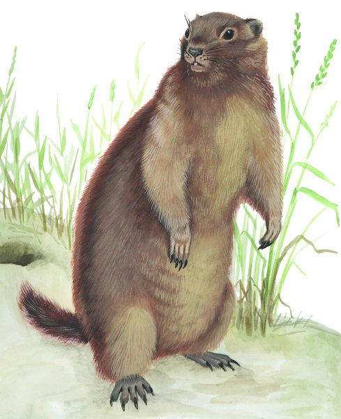 Хорек карандашом