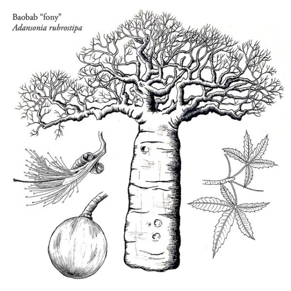 Баобаб раскраска для детей