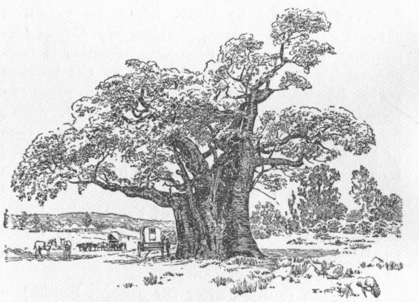 Баобаб карандашом