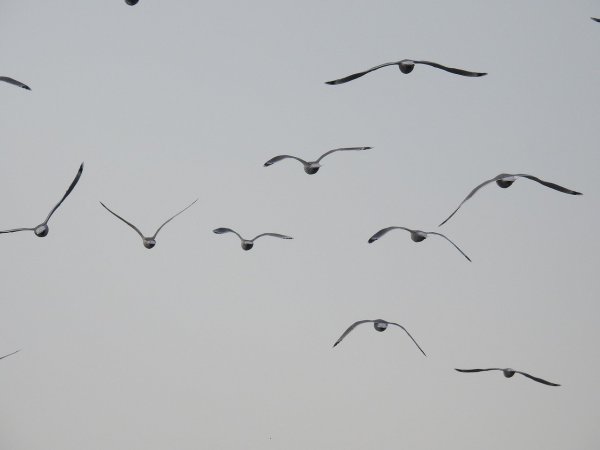 Чайки простым карандашом