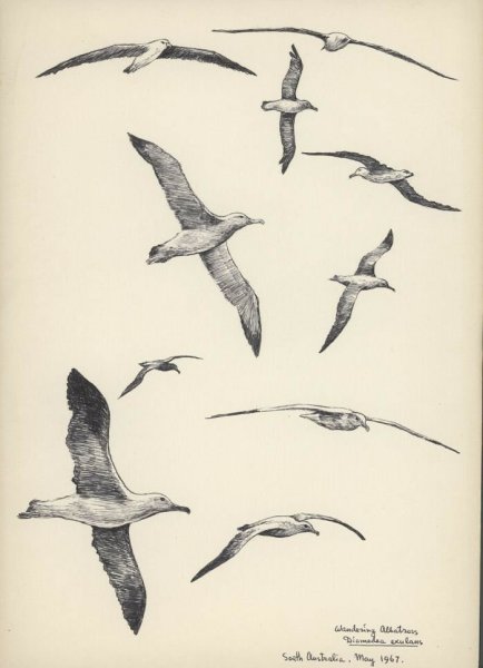 Татуировка Чайка эскиз