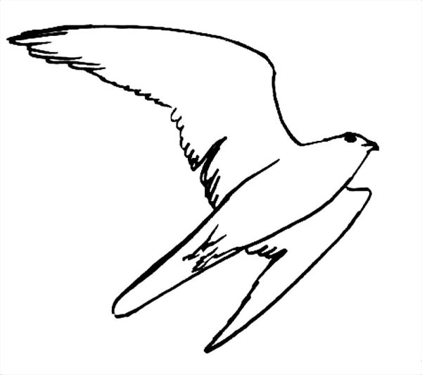 Сокол раскраска