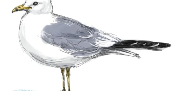 Чайку карандашом