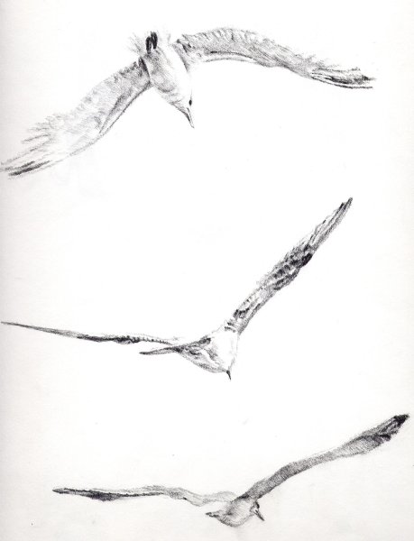 Эскиз Чайки