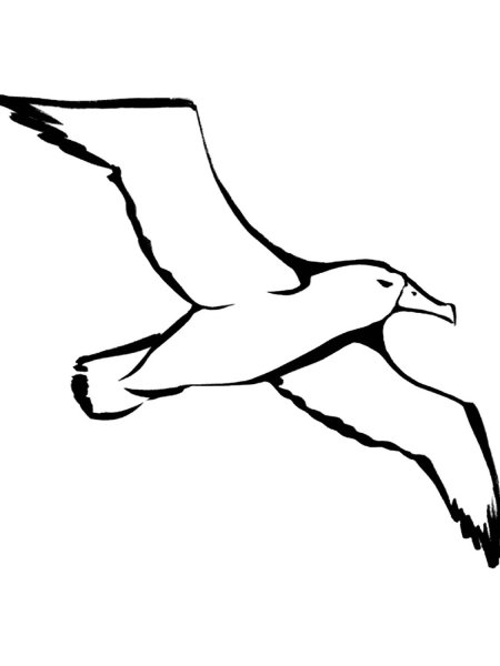 Трафарет Чайки