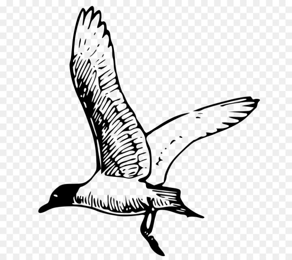 Контур Чайки