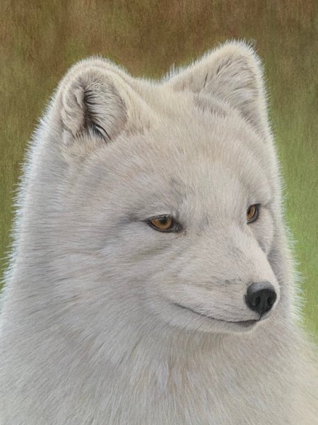 Песец живопись