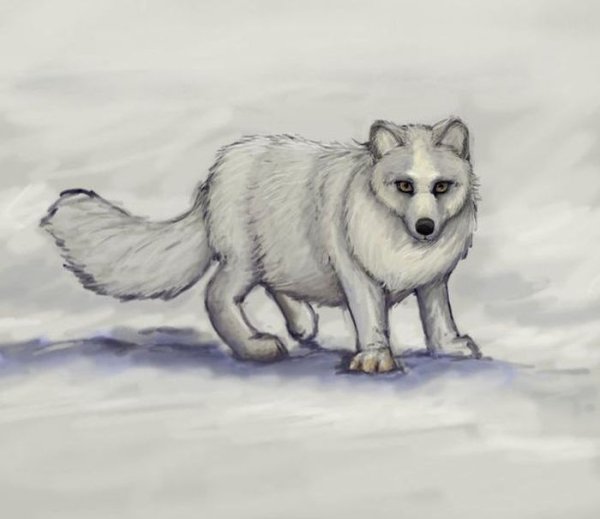 Песец рисунок