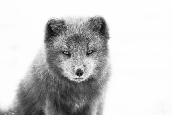 Писец зверь серый