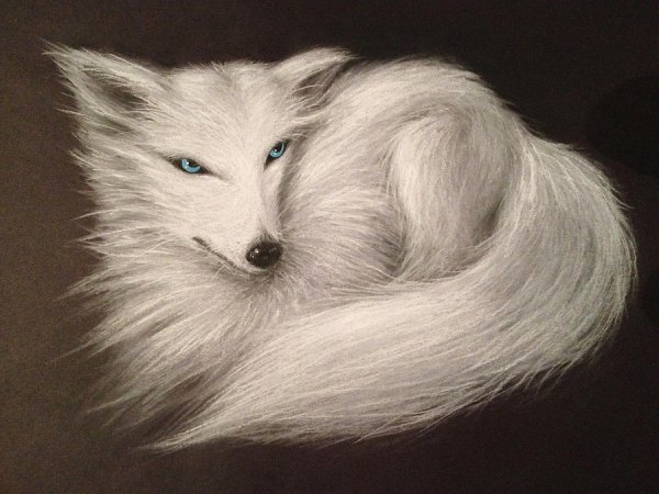 Песец рисунок