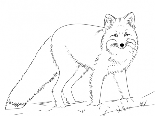 Лиса рисунок карандашом для детей