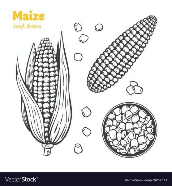 Семена кукурузы вектор