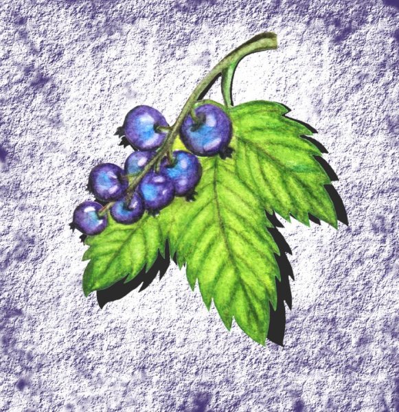 Красная смородина раскраска