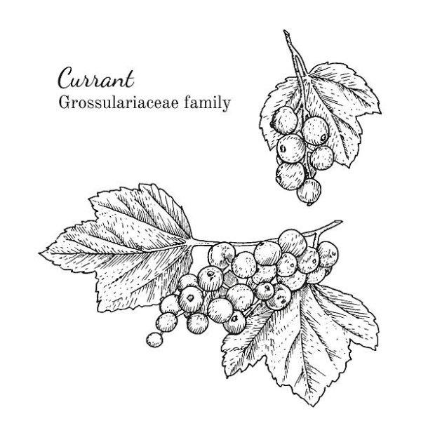 Смородина раскраска