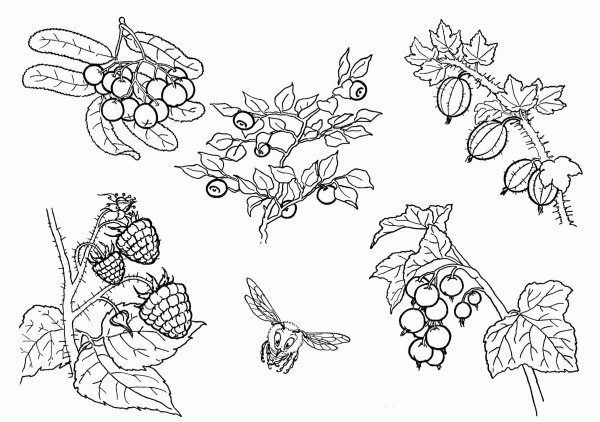 Смородина гравюра